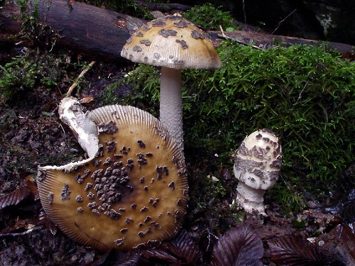 Ako identifikovať sicílsku mušľu agaru alebo Amanita ceciliae