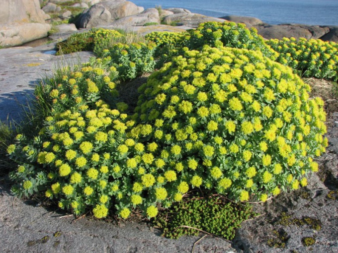 Ako používať Rhodiola rosea v kozmetike