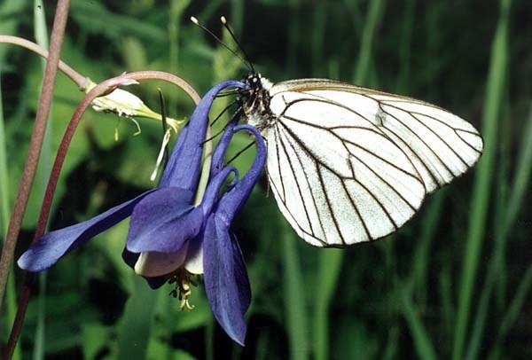 Butterfly-hawthorn: metódy boja