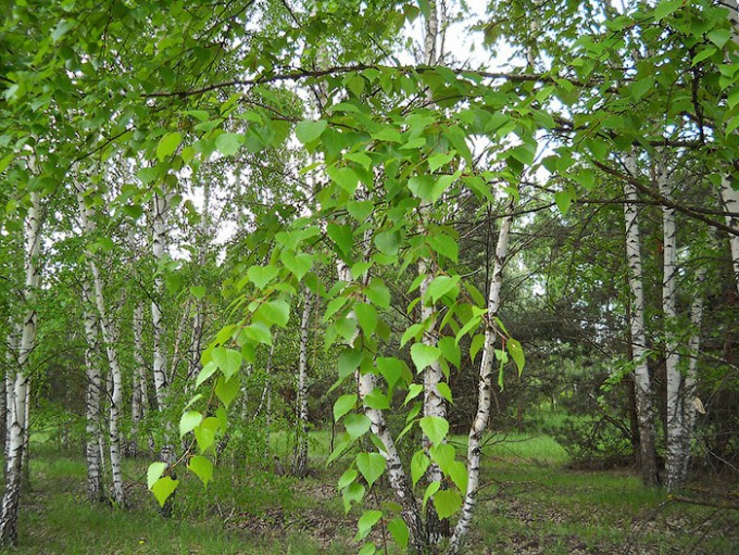 Birch listy: užitočné vlastnosti a použitie 