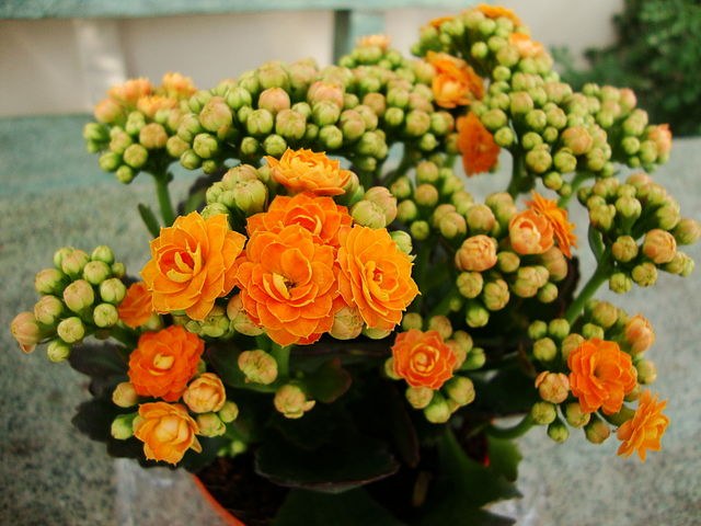 Reprodukcia Kalanchoe: funkcie 