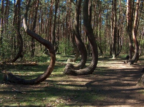 Prečo je takýto názov Drunken Forest v Poľsku 