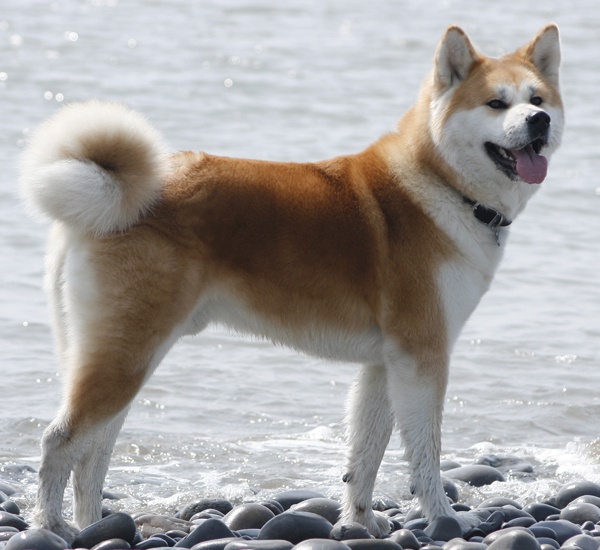 Plemeno psov Akita Inu