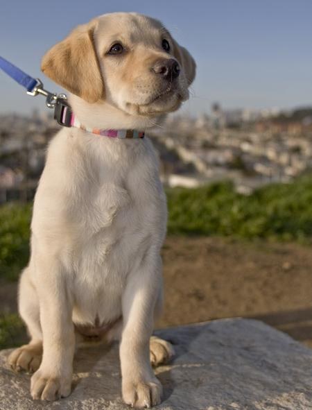 výchova šteniatka labradora