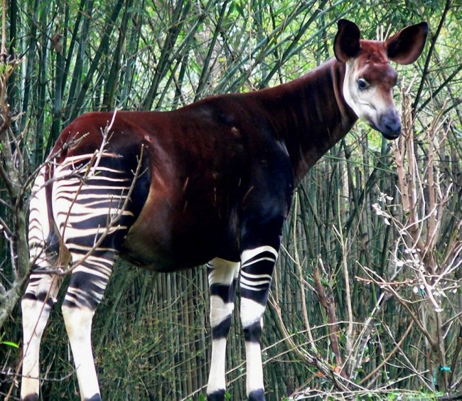 Kto je okapi?